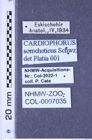 Etiketten zu Cardiophorus somcheticus (Schwarz, 1896) (NHMW-ZOO-COL-0007035)